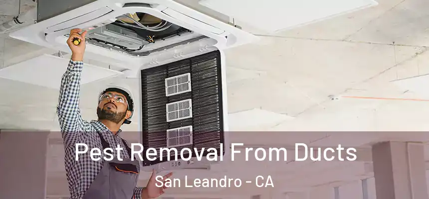 Pest Removal From Ducts San Leandro - CA